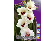 Gladiolus Fiorentina 10.  75,5.jpg