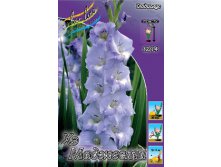 Gladiolus Her Majesty 10. 72,9.jpg