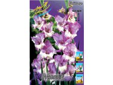 Gladiolus Maggie 10 99..jpg