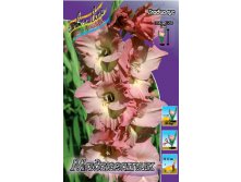 Gladiolus Majestic 76,8. 10..jpg