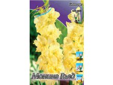 Gladiolus Morning Gold 10.  57,2.jpg