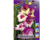 Gladiolus Nashville 10.  89,9.jpg