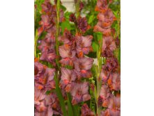 Gladiolus Old Spice 10.  89,9.jpg