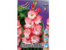 Gladiolus Pink Lady 10.  57,2.jpg