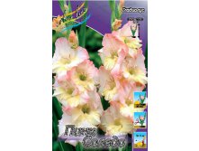 Gladiolus Pink Soledo 10.  57,2.jpg