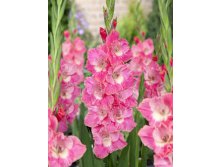 Gladiolus Pink Parrot 10.  86.jpg