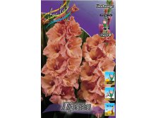 Gladiolus Praha 10.  72,9.jpg