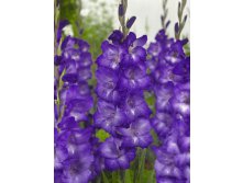 Gladiolus Purple Mate 10.  86,.jpg