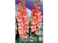 Gladiolus Serafijn 10 99..jpg