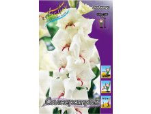 Gladiolus Silverstreak 10.  69.jpg