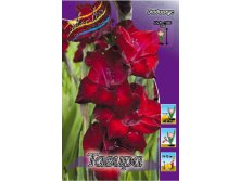 Gladiolus Tavira 10.  86.jpg