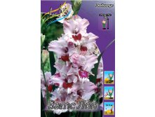 Gladiolus That's Love 10 99..jpg