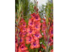 Gladiolus Tricolore 10.  89,9.jpg