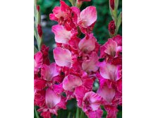 Gladiolus Twister 10.  62,4.jpg