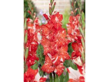 Gladiolus Zizani 10.  89,9.jpg