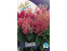 Astilbe Bella 20,53. 2.jpg