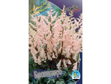 Astilbe Bronzelaub 128,8 3.jpg