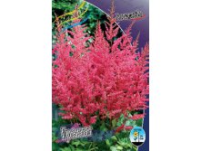 Astilbe Granat 144,10. 3.jpg