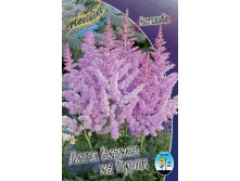 Astilbe Little Visions In Purple 193,7. 3.jpg