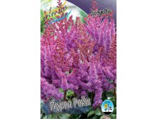 Astilbe Purple Rain 200,9. 3.jpg