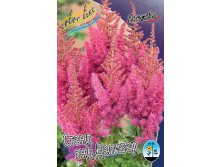 Astilbe Stand And Deliver 199,10. 3.jpg