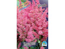 Astilbe Bremen 128,8. 3.jpg