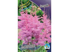 Astilbe Amethyst 128,8. 3.jpg