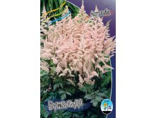 Astilbe Bumalda 133,9. 3.jpg