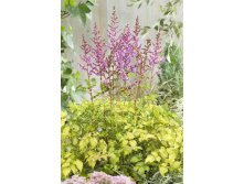 Astilbe Color Flash Lime NEW 248,3. 3.jpg