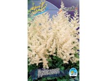 Astilbe Diamant 128,8. 3.jpg