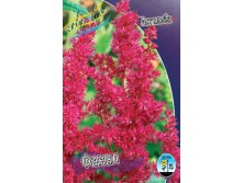 Astilbe Fanal 144,10. 3.jpg