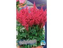 Astilbe Fireberry 195,10. 3.jpg