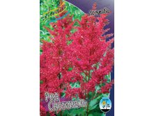 Astilbe Red Sentinel 149,9. 3.jpg