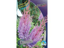 Astilbe Superba 149,2. 3.jpg