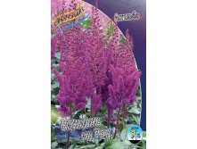 Astilbe Visions In Red 200,9. 3.jpg