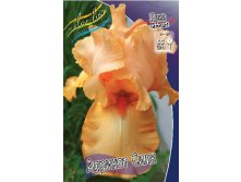 Iris germanica Apricot Silk 205,3. 3..jpg