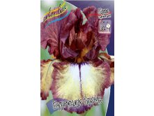 Iris germanica Burgundy Brown 205,3. 3..jpg