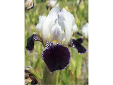 Iris germanica Consumation 205,3. 3..jpg