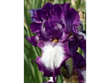 Iris germanica Cozy Calico 205,3. 3..jpg