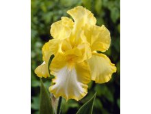 Iris germanica Fringe of Gold 205,3. 3..jpg