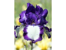 Iris germanica Gilvey 205,3. 3..jpg