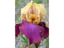 Iris germanica Gala Madrid 205,3. 3..jpg