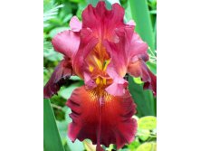 Iris germanica Samurai Warrior 205,3. 3..jpg