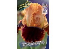 Iris germanica Tiger Butterger 205,3. 3..jpg