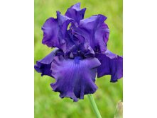 Iris germanica Titans Glory 205,3. 3..jpg