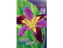 Iris louisiana Spicy Cajun 190.  3..jpg