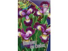 Iris sibirica Contrast In Styles 186,4.  3.jpg