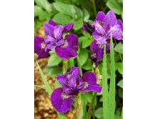 Iris sibirica Wine Wings 139,00.  3.jpg