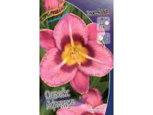 Hemerocallis Always Afternoon 248,3.  3.jpg