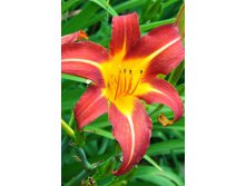 Hemerocallis Autumn Red 145,10.  5..jpg